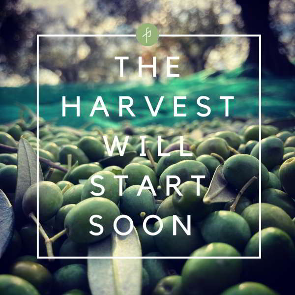 HARVEST 2021 | Harvest,News